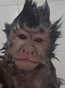 Mulancito
